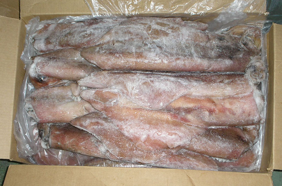 Calamar-squid Senegal